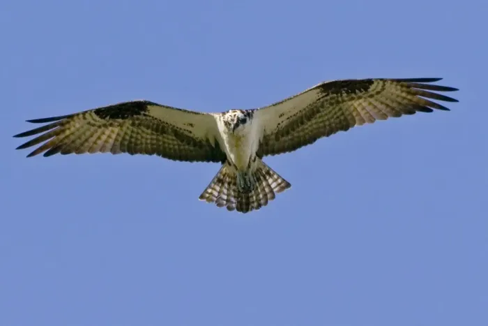 Framed Print : Osprey - in flight, soaring. _A2A4664 Framed Print : Osprey - in flight, soaring. _A2A4664