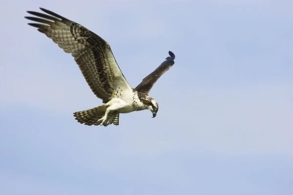 Osprey - hovering to spot fish Everglades National park, florida, USA BI001305