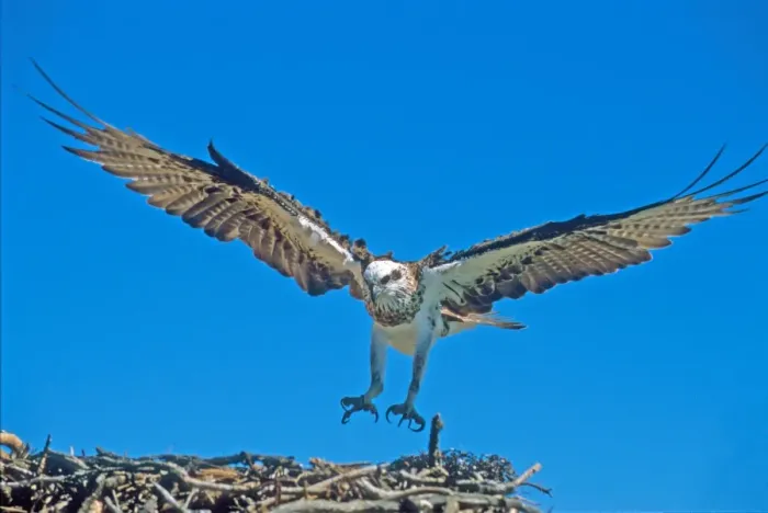 Framed Print : Osprey, KI, SA Framed Print : Osprey, KI, SA