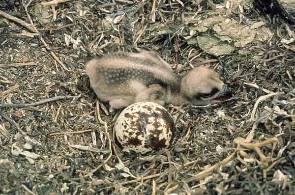 Osprey - younf in nest