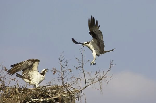 Ospreys - fighting over nest site Cypress Lake, florida, USA BI001340