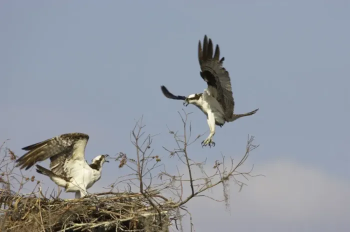 Framed Print : Ospreys - fighting over nest site Cypress Lake, florida, USA BI001340 Framed Print : Ospreys - fighting over nest site Cypress Lake, florida, USA BI001340