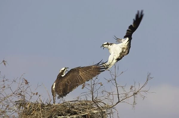 Ospreys - fighting over nest site Cypress Lake, florida, USA BI001341