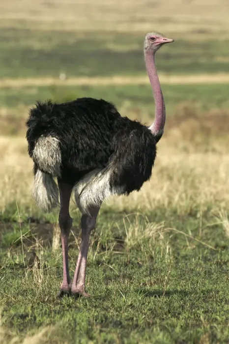 Framed Print : Ostrich. LA-809. Ostrich. Maasai Mara, Africa.