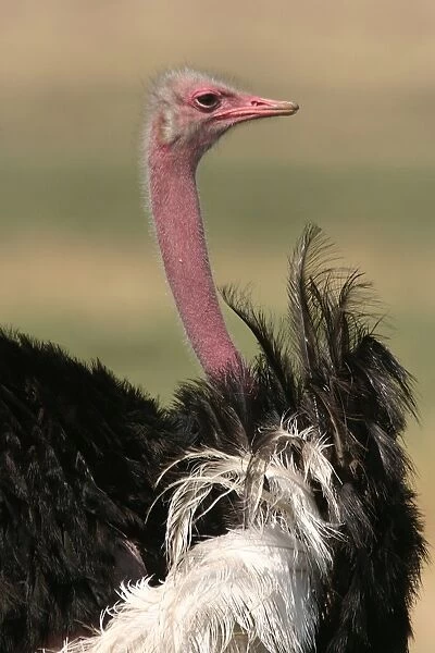 Ostrich. LA-810. Ostrich. Maasai Mara, Africa
