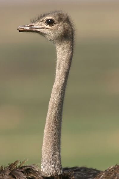 Ostrich. LA-811. Ostrich - close-up of head