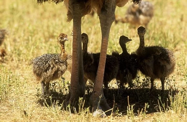 Ostrich - adult legs & four chicks sheltering in the adults shade