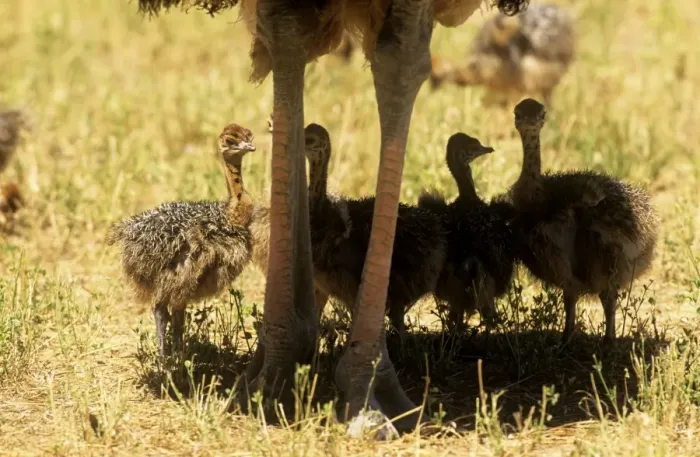 Framed Print : Ostrich - adult legs & four chicks sheltering in the adults shade Framed Print : Ostrich - adult legs & four chicks sheltering in the adults shade