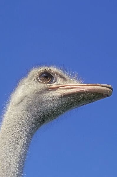 Ostrich - Close up of head, against blue sky