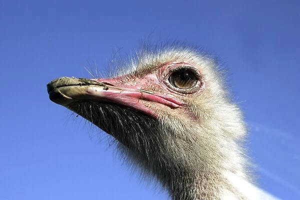 Ostrich - close up of head - male