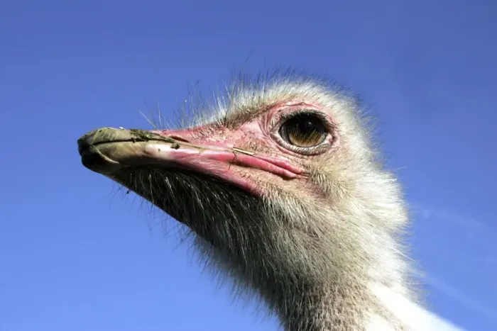 Framed Print : Ostrich - close up of head - male Framed Print : Ostrich - close up of head - male