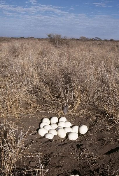 Ostrich - eggs at nest