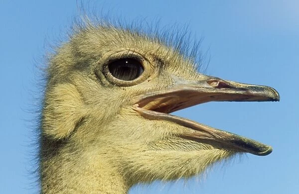 Ostrich - Female Keetmanshoop, Namibia, Africa