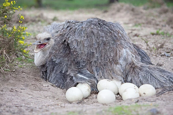 Ostrich female at nest with eggs