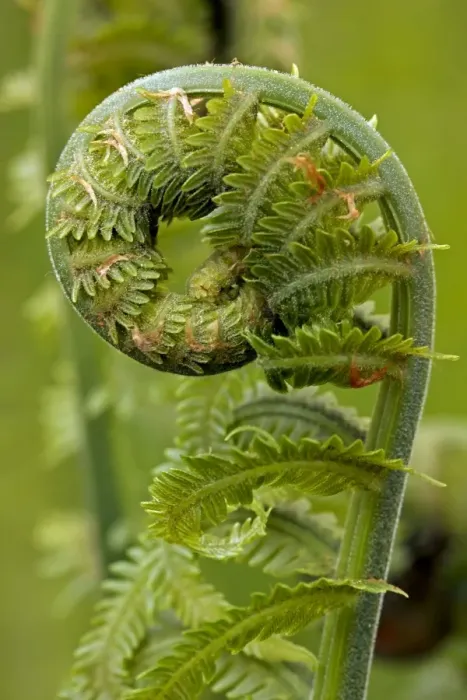 Framed Print : Ostrich fern or shuttlecock fern - Fiddlehead - edible - Widely distributed in the Northern Hemisphere - Europe - Asia - Northern North America - often used in gardening Framed Print : Ostrich fern or shuttlecock fern - Fiddlehead - edible - Widely distributed in the Northern Hemisphere - Europe - Asia - Northern North America - often used in gardening