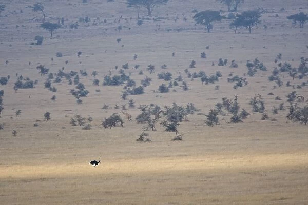 Ostrich - in habitat Lewa Conservancy, Kenya
