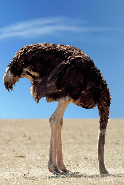 Ostrich - with head in sand Digital Manipulation: changed background to blue sky