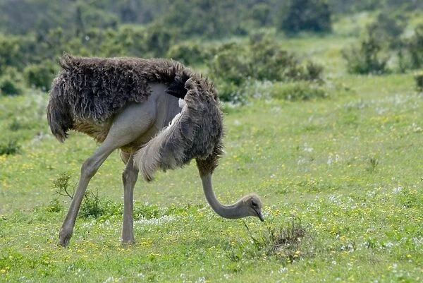 Ostrich - hen feeding. World's largest bird. Addo Elephant National Park, Eastern Cape, South Africa
