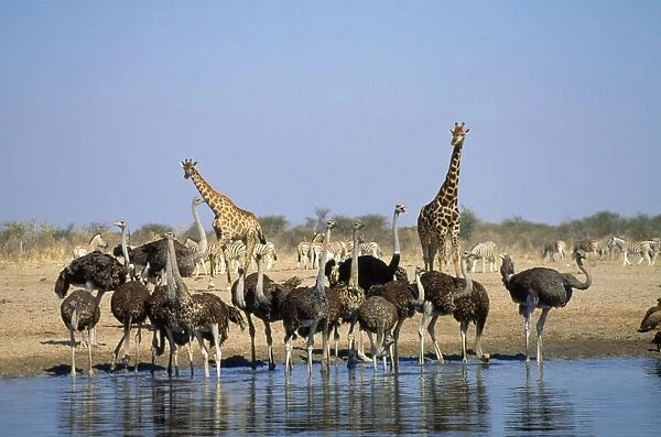 Ostrich - juvenile. Zebra & Giraffe in background. Etosha National Park, Namibia, Africa