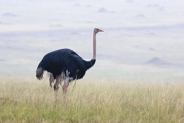 Ostrich - Male in rain Maasai Mara Triangle, Kenya