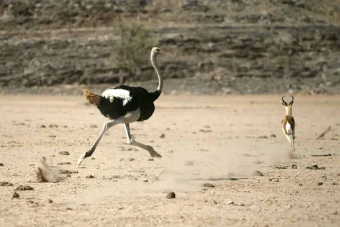 Framed Print : Ostrich. Namibia Framed Print : Ostrich. Namibia