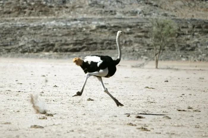 Framed Print : Ostrich. Namibia Framed Print : Ostrich. Namibia