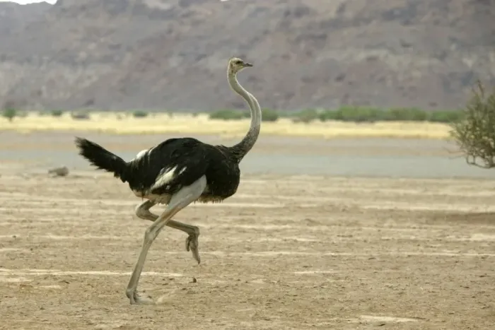 Framed Print : Ostrich. Namibia Framed Print : Ostrich. Namibia