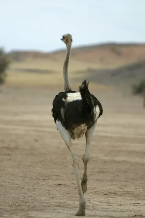 Framed Print : Ostrich. Namibia Framed Print : Ostrich. Namibia