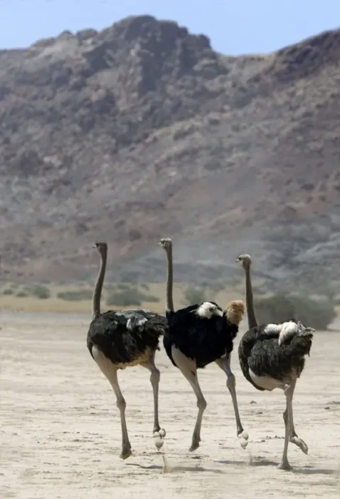 Framed Print : Ostrich. Namibia Framed Print : Ostrich. Namibia