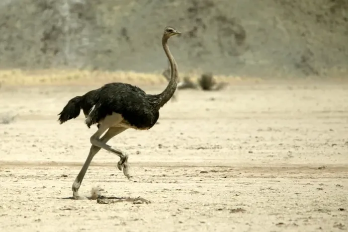 Framed Print : Ostrich. Namibia Framed Print : Ostrich. Namibia