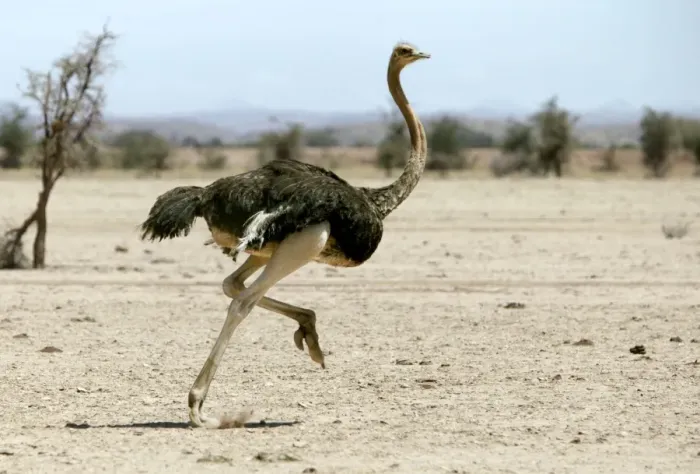 Framed Print : Ostrich. Namibia Framed Print : Ostrich. Namibia