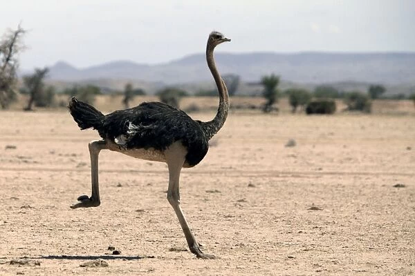 Ostrich. Namibia