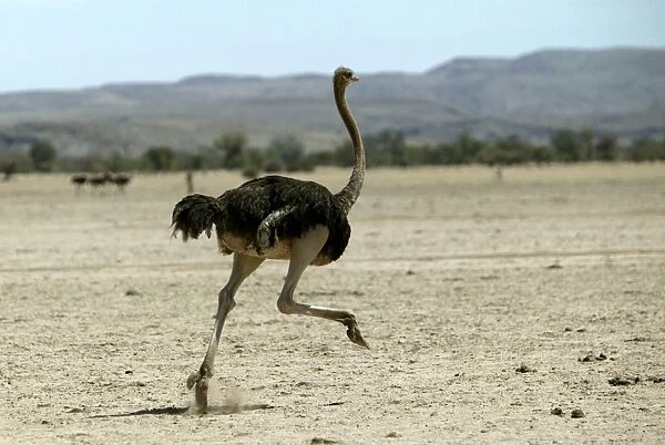 Ostrich. Namibia