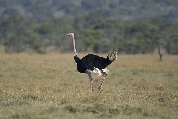 Ostrich Ol Pejata Conservancy, Kenya