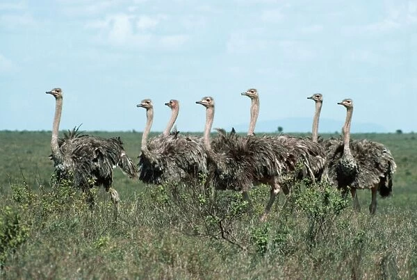 Ostrich - young - Africa