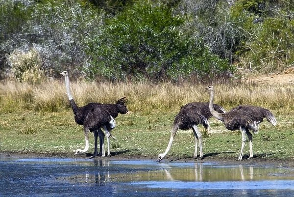 Ostriches drinking at pan. Andries Vosloo Kudu Reserve, nr Grahamstown, Eastern Cape, South Africa