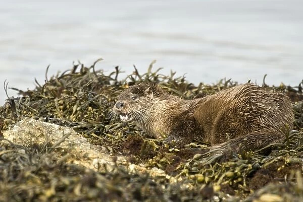 Otter - Alert posture amongst seaweed and rocks - Isle of Mull - Scotland