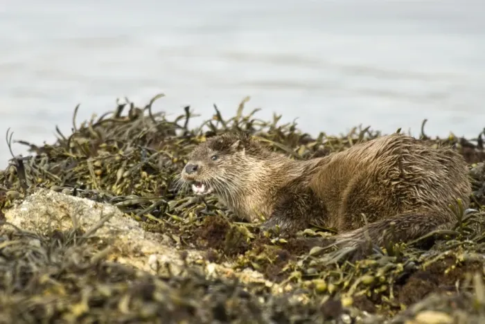 Framed Print : Otter - Alert posture amongst seaweed and rocks - Isle of Mull - Scotland Framed Print : Otter - Alert posture amongst seaweed and rocks - Isle of Mull - Scotland