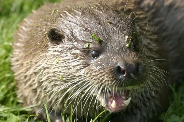 Otter close up of head - snarling