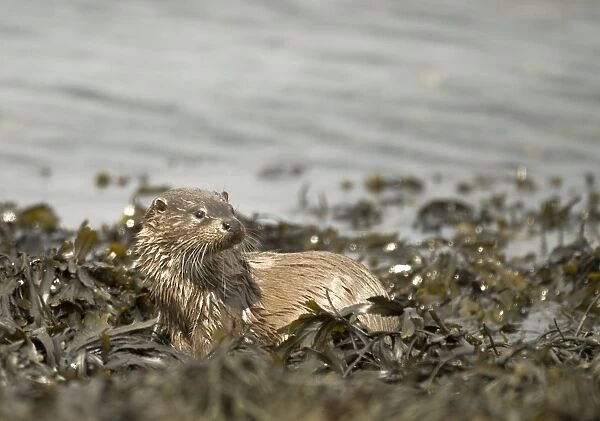 Otter - On coast in seaweed - Isle of Mull - Scotland
