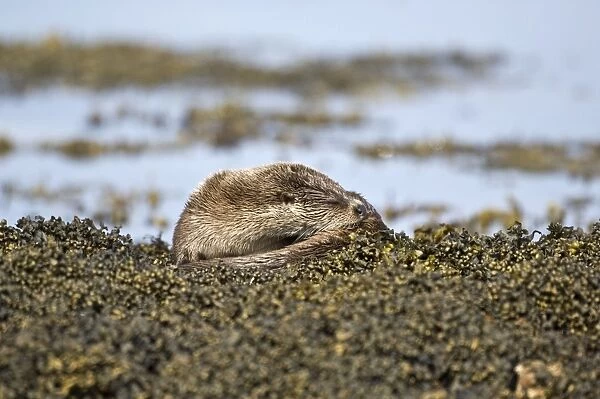 Otter - Curled up asleep on seaweed covered rocks - Isle of Mull - Scotland