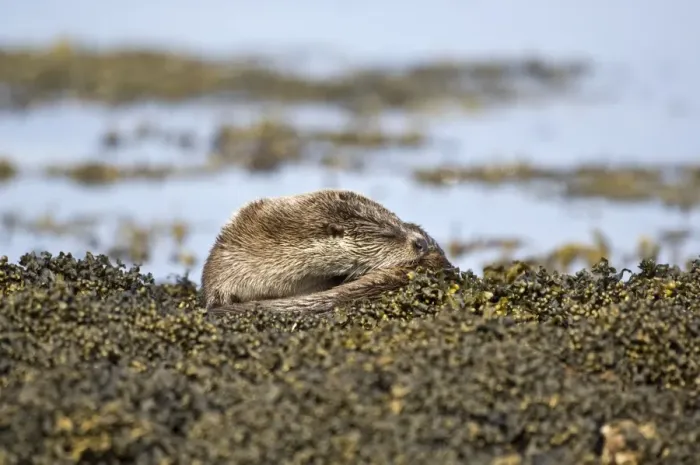 Framed Print : Otter - Curled up asleep on seaweed covered rocks - Isle of Mull - Scotland Framed Print : Otter - Curled up asleep on seaweed covered rocks - Isle of Mull - Scotland