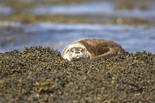 Otter - Curled up on seaweed covered rocks - Isle of Mull - Scotland