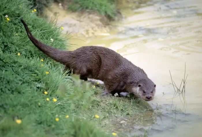 Framed Print : Otter JD 12455 Lutra lutra - on river bank © John Daniels ARDEA LONDON Framed Print : Otter JD 12455 Lutra lutra - on river bank © John Daniels ARDEA LONDON