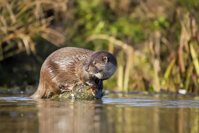 Framed Print : Otter - on log in middle of water - UK