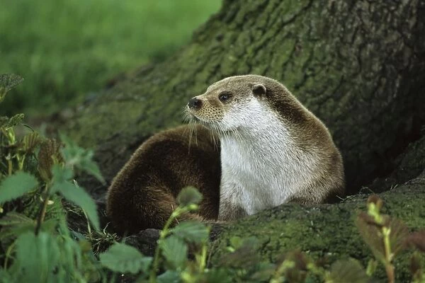 Otter - The Otter Trust - Suffok - UK MA000500
