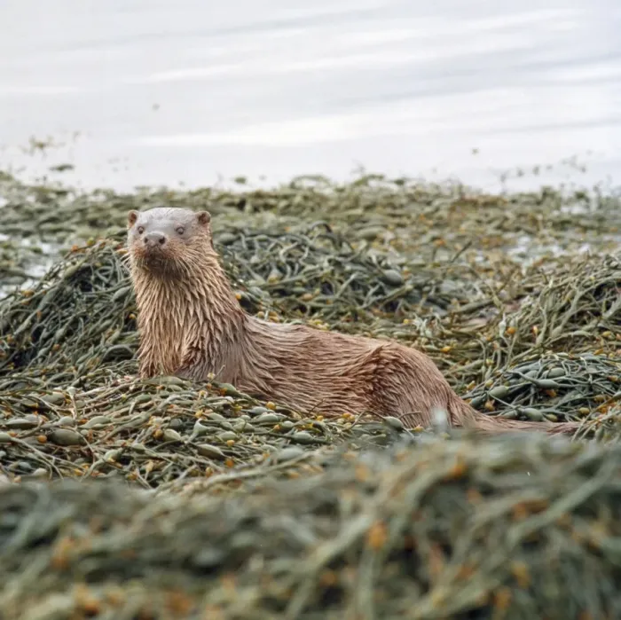 Framed Print : Otter Scottish coast Framed Print : Otter Scottish coast