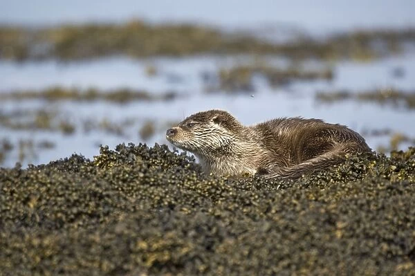 Otter - Sitting on seaweed covered rocks - Isle of Mull - Scotland