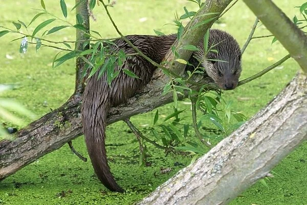 Otter sitting in willow tree, norfolk, UK