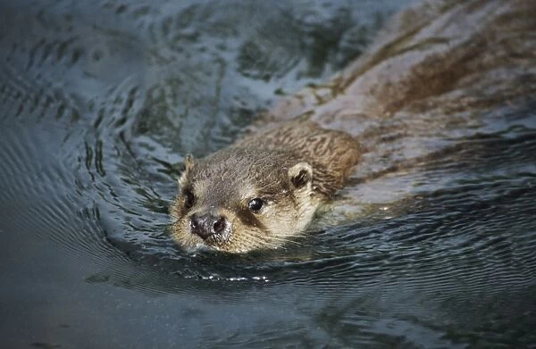 Otter - swimming - The Otter Trust - Suffok - UK MA001704